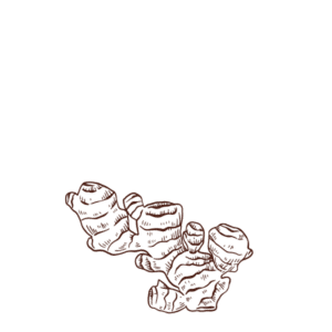 Illustration von Ingwer.